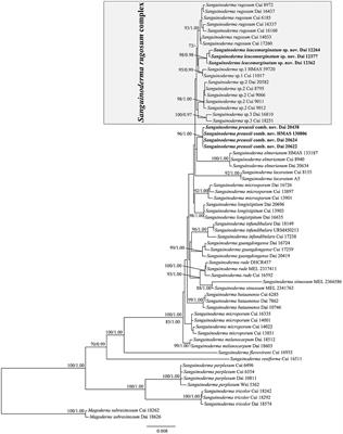 Taxonomy and phylogeny of Sanguinoderma rugosum complex with descriptions of a new species and a new combination